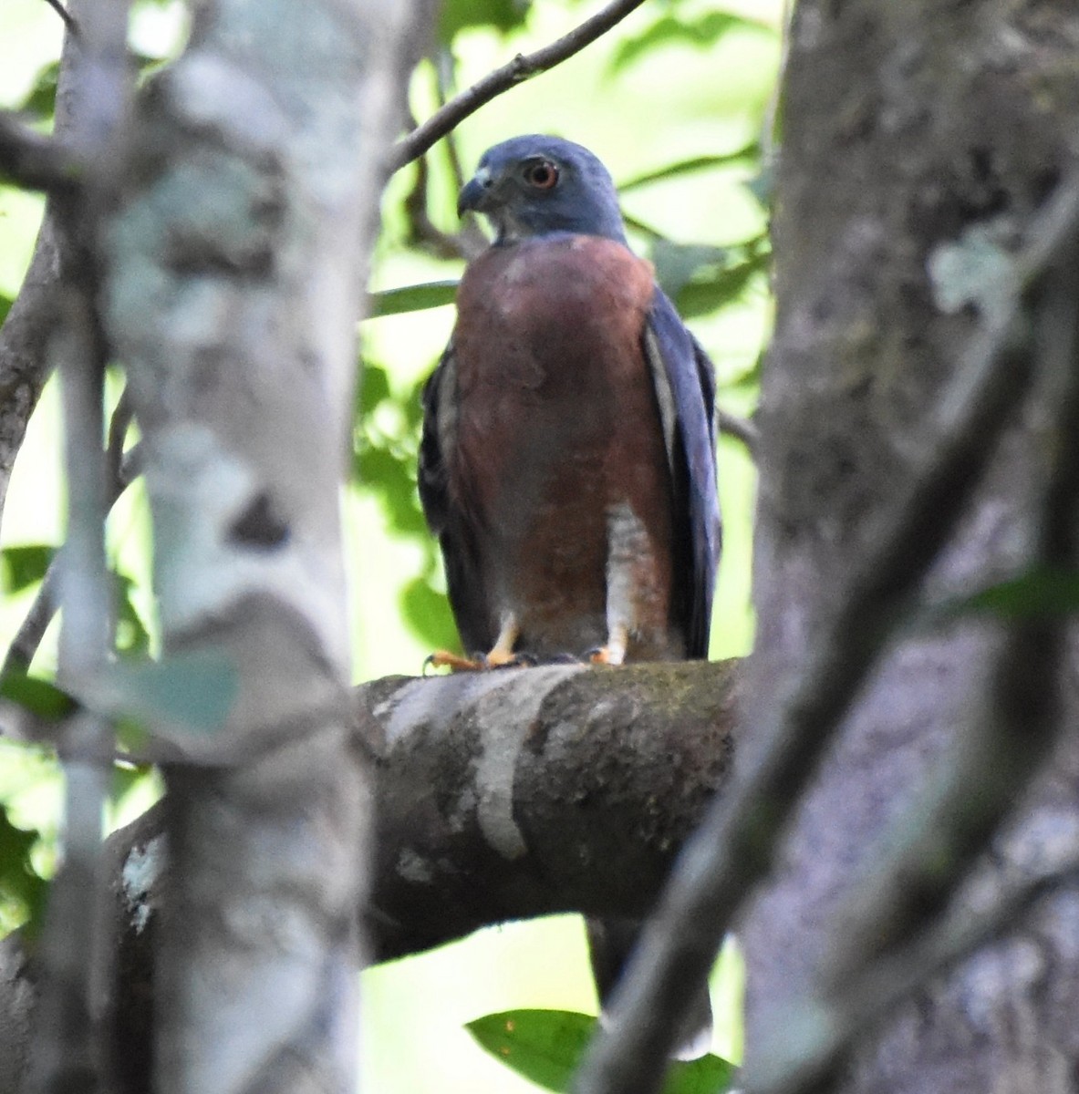 Double-toothed Kite - ML621522902