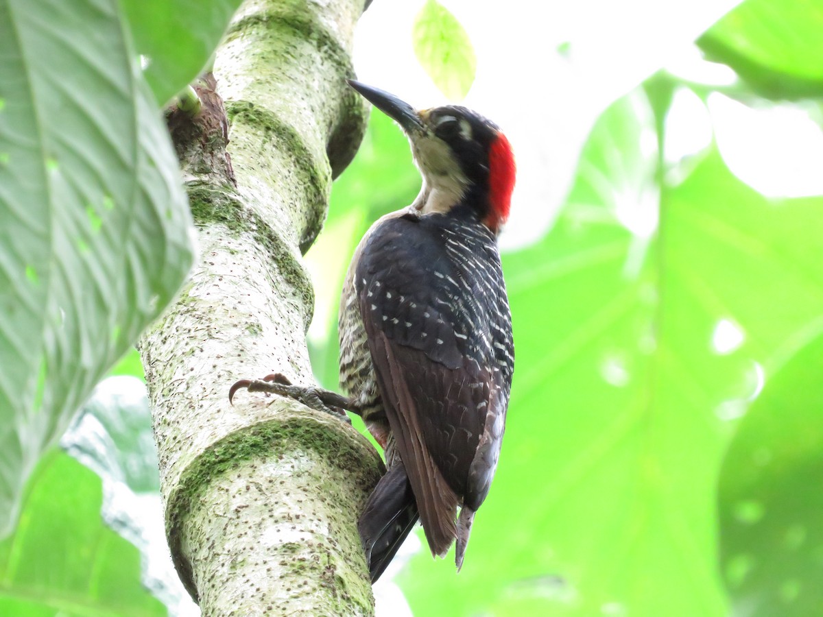 Black-cheeked Woodpecker - ML621522904