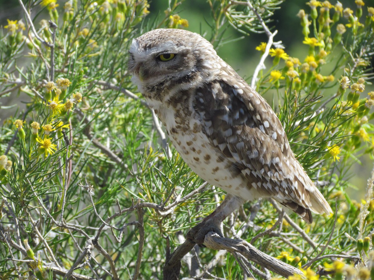 Burrowing Owl - ML621522917