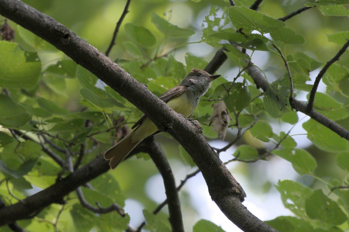 Great Crested Flycatcher - ML621522920