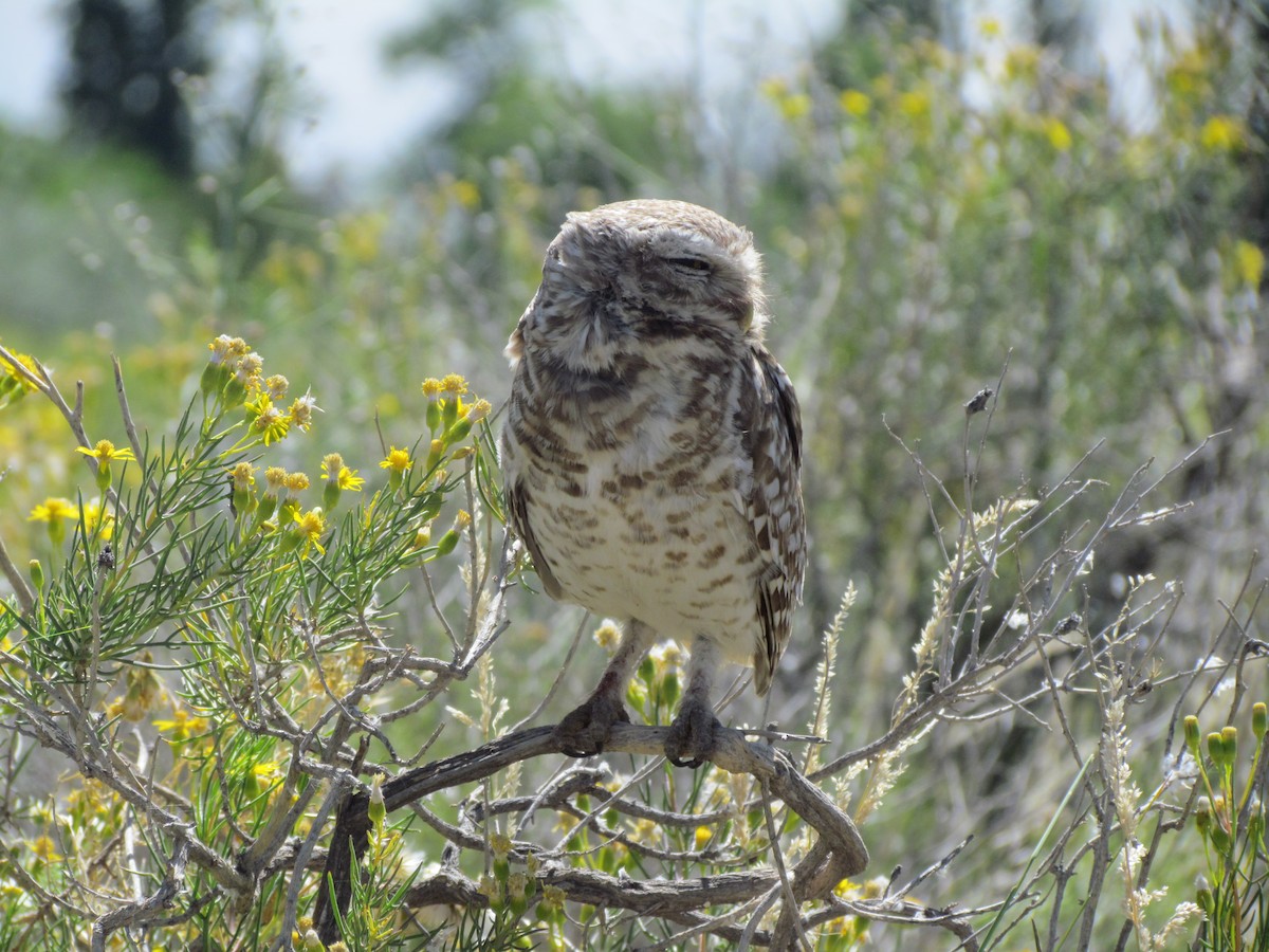 Burrowing Owl - ML621522930