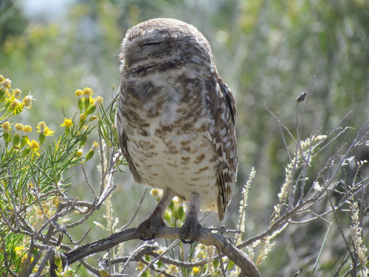 Burrowing Owl - ML621522945