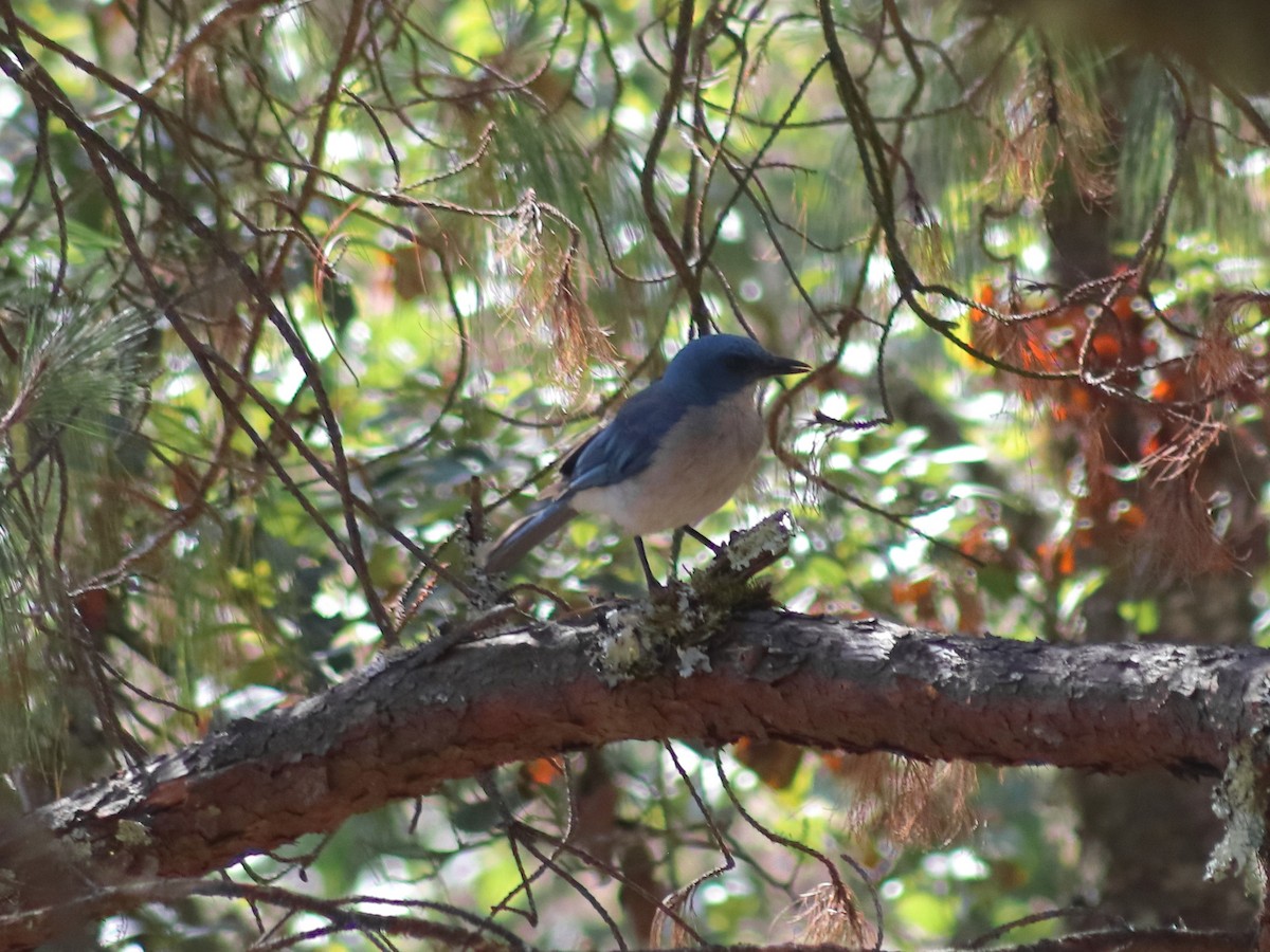Mexican Jay - ML621522946