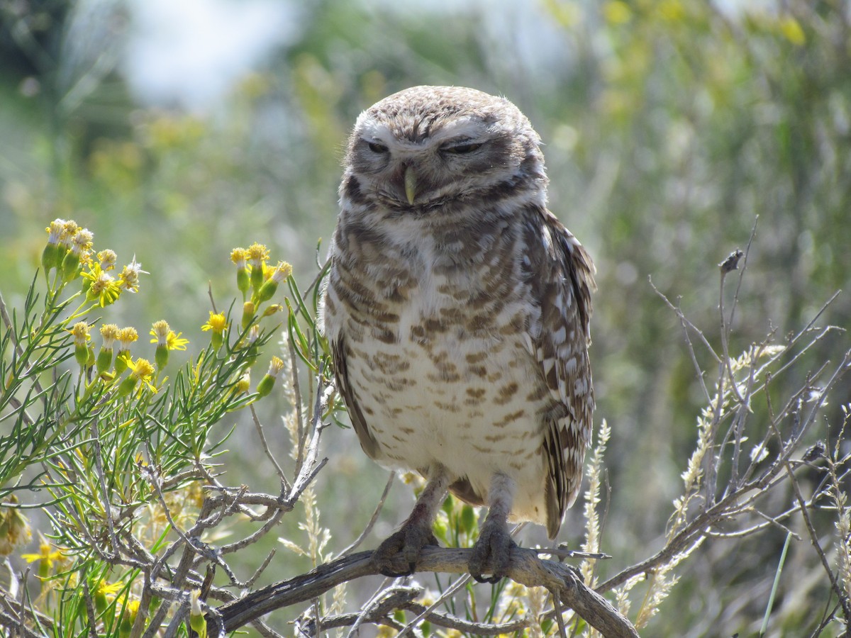 Burrowing Owl - ML621522952