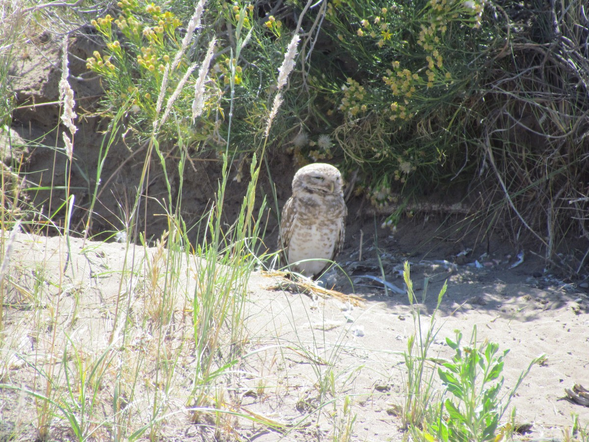 Burrowing Owl - ML621522963