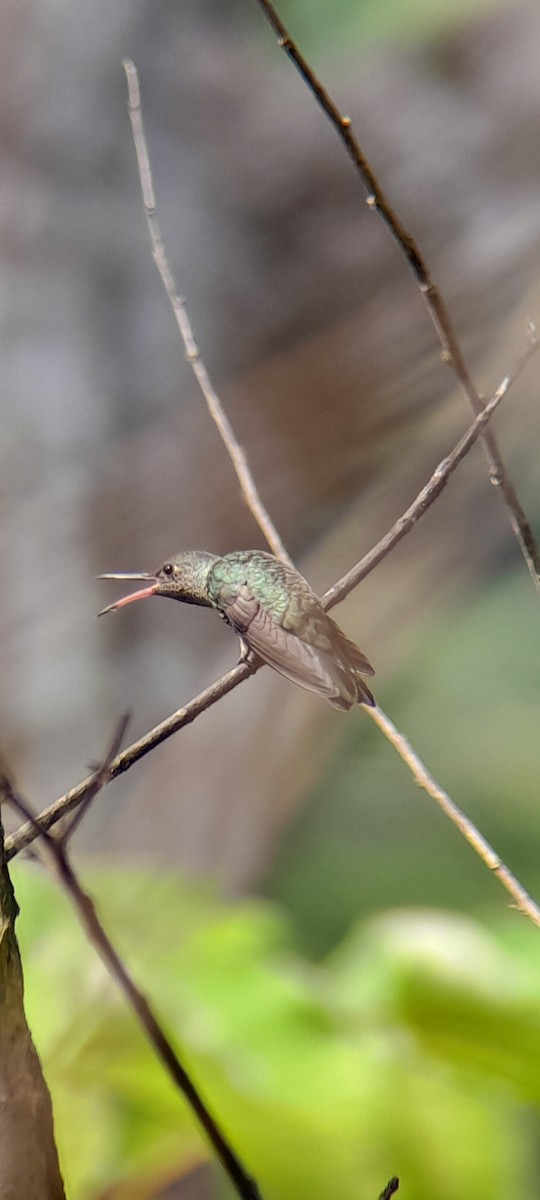 Scaly-breasted Hummingbird - ML621523082