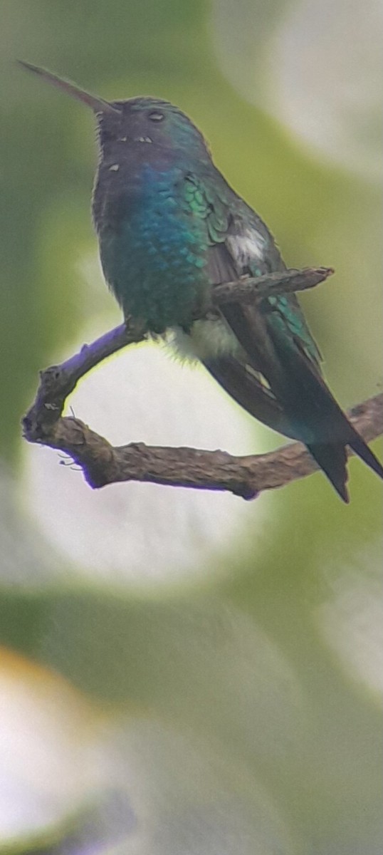 Sapphire-throated Hummingbird - ML621523088