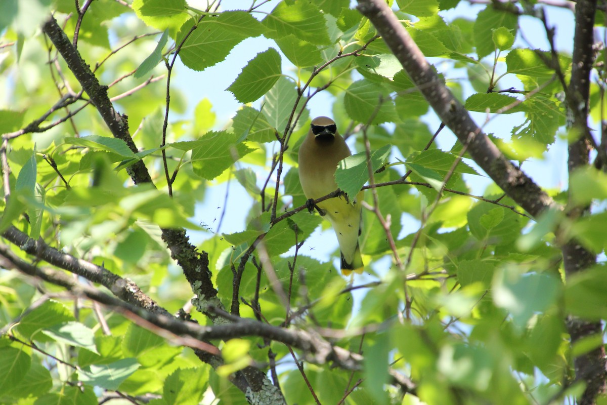 Cedar Waxwing - ML621523183