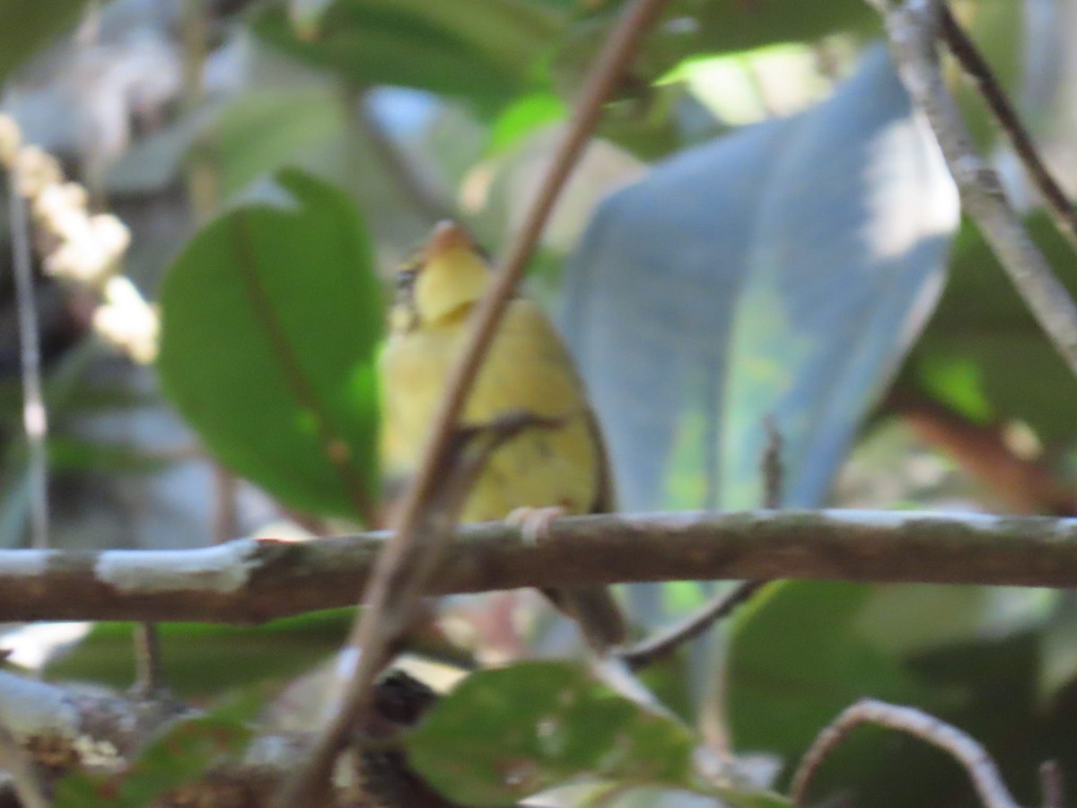 White-throated Spadebill - ML621523223