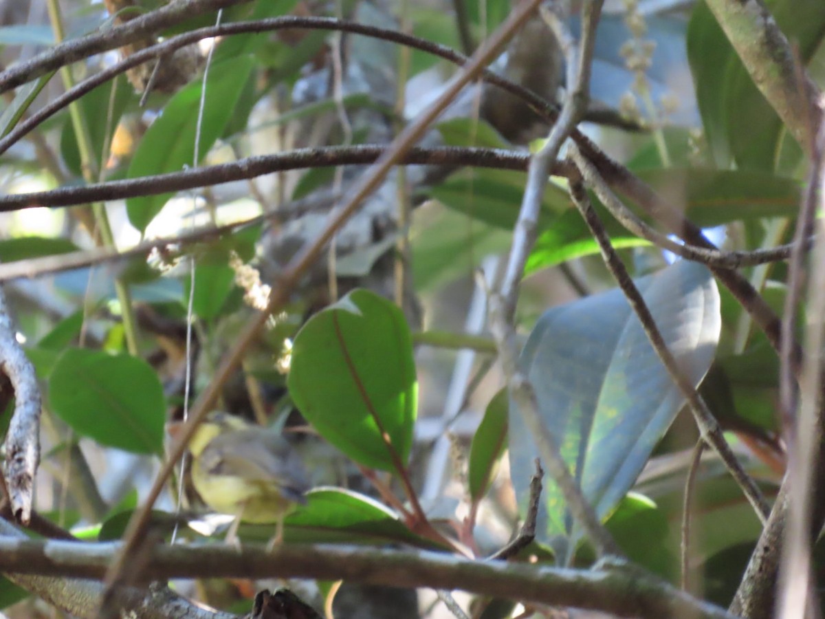 White-throated Spadebill - ML621523224
