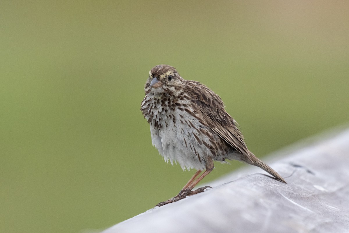 Savannah Sparrow (Belding's) - ML621523225