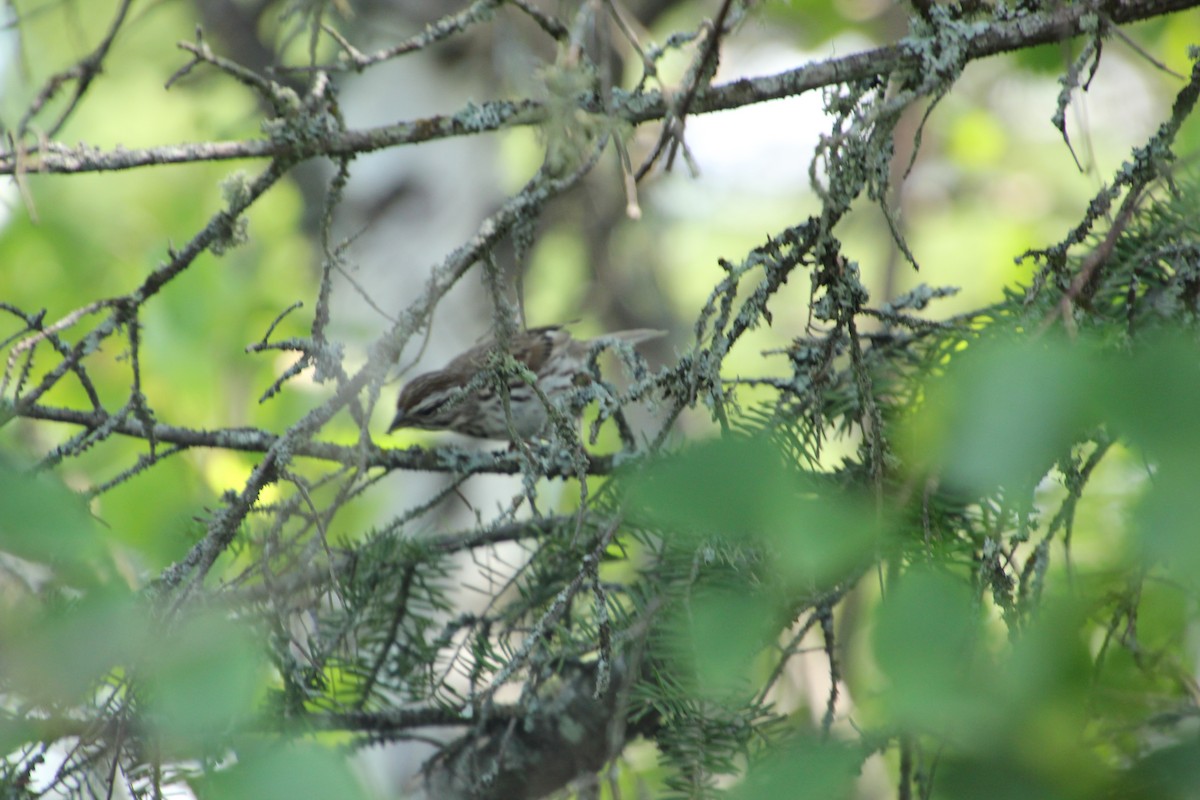 Song Sparrow - ML621523266