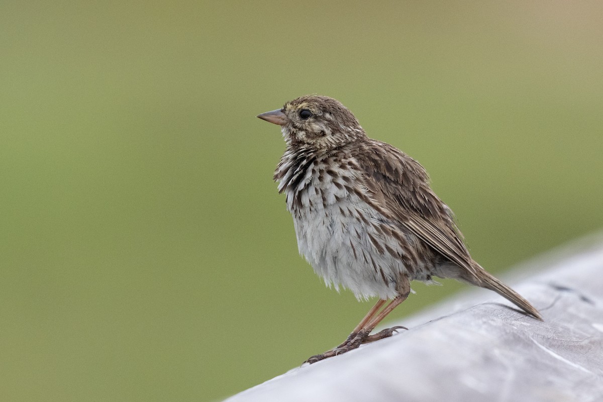 Savannah Sparrow (Belding's) - ML621523304