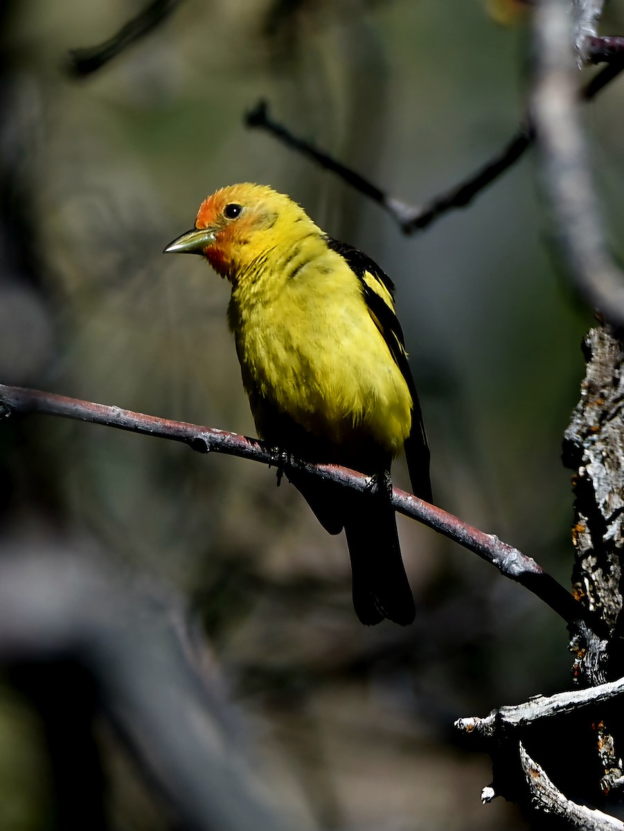 Western Tanager - ML621523358