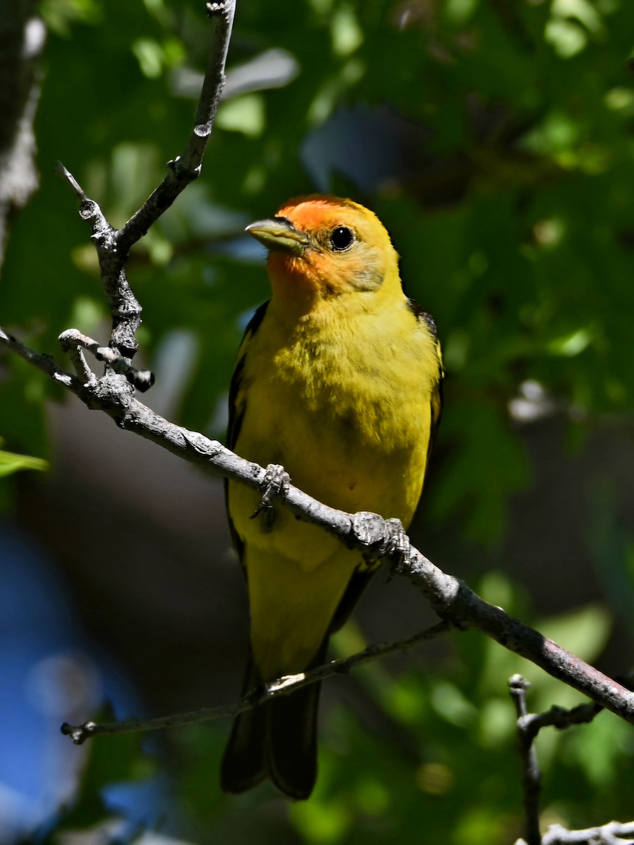 Western Tanager - ML621523359