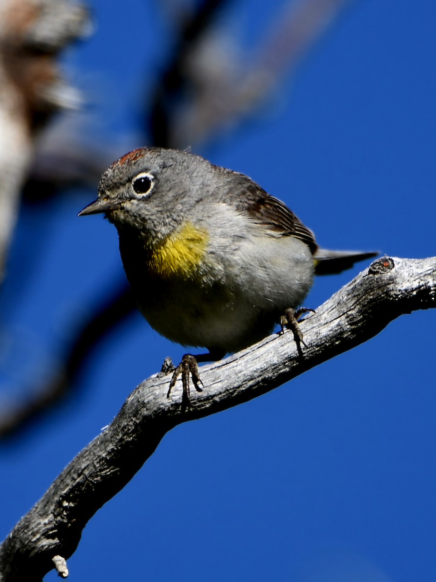 Virginia's Warbler - ML621523382