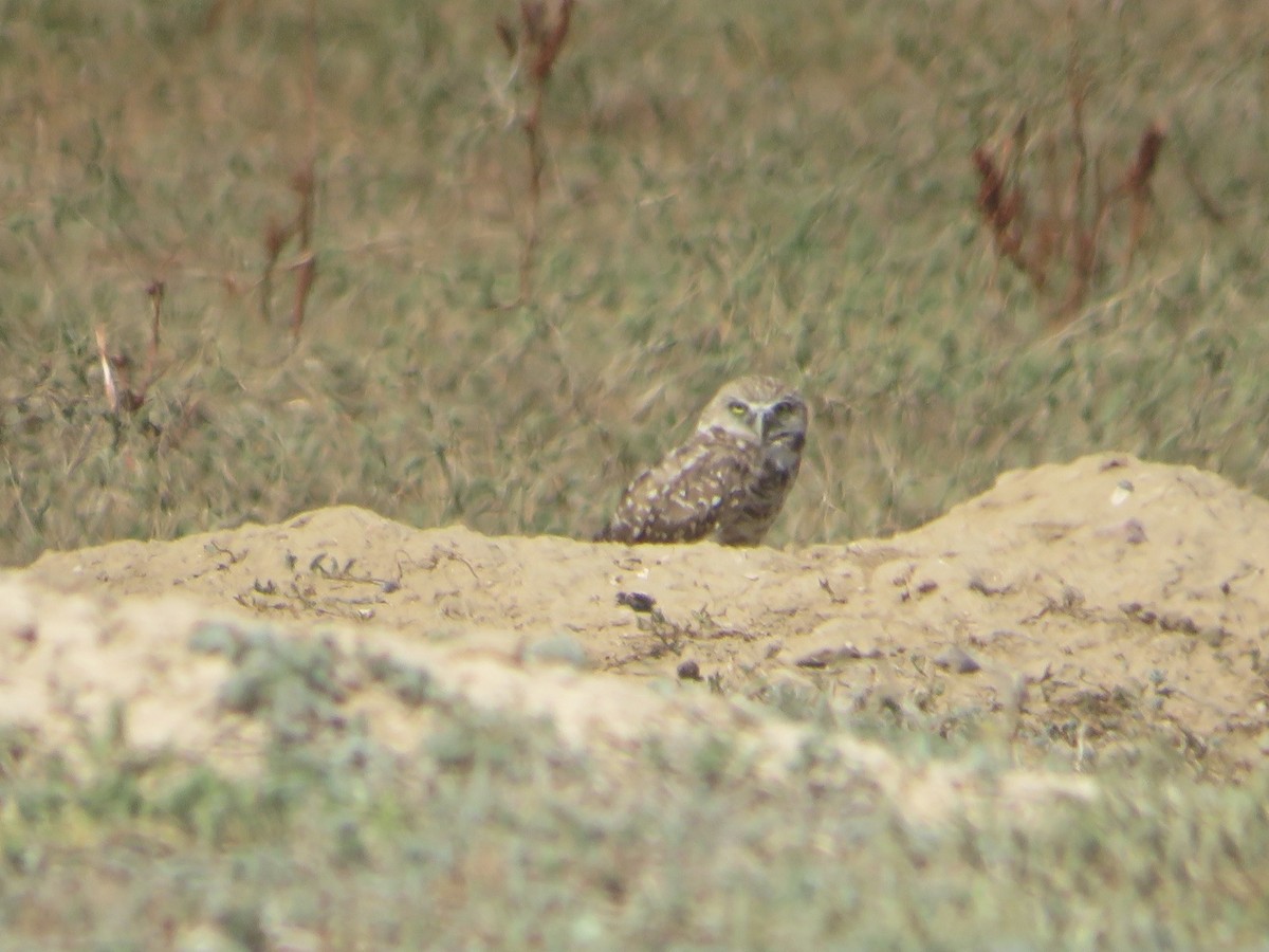 Burrowing Owl - ML621523396