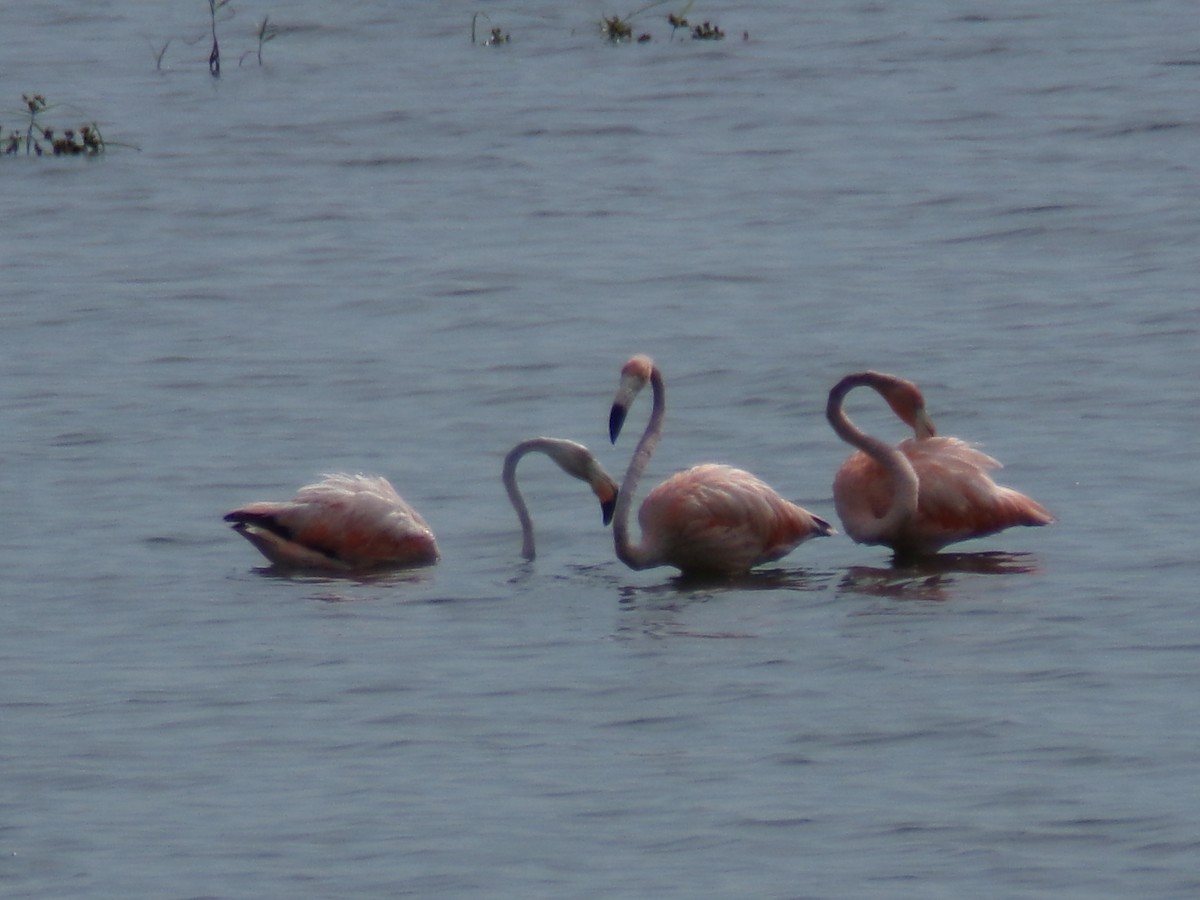 American Flamingo - ML621523415