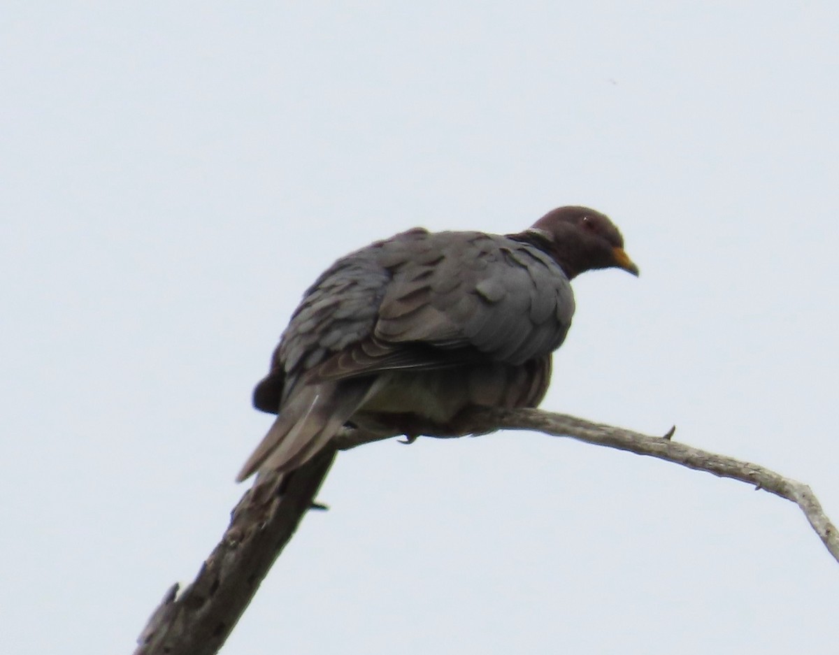 Band-tailed Pigeon - ML621523527