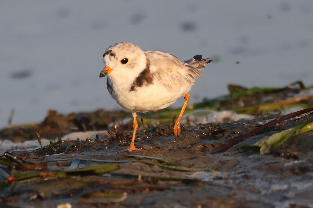 Piping Plover - ML621523533