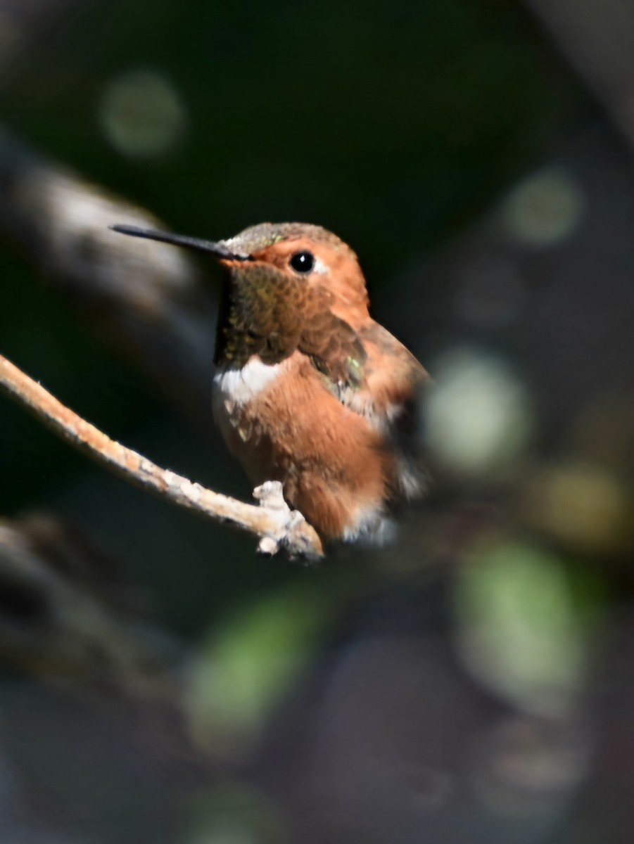 Rufous Hummingbird - ML621523536
