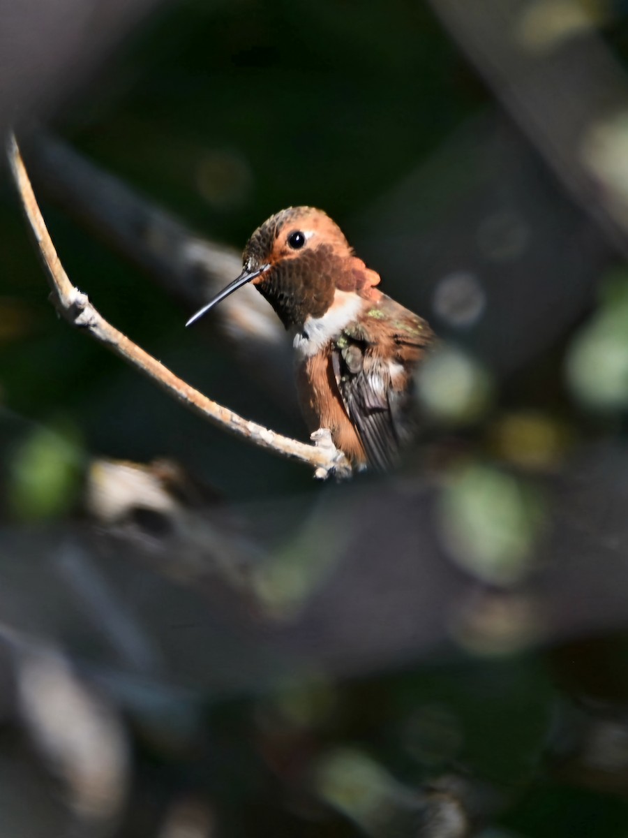 Rufous Hummingbird - ML621523537