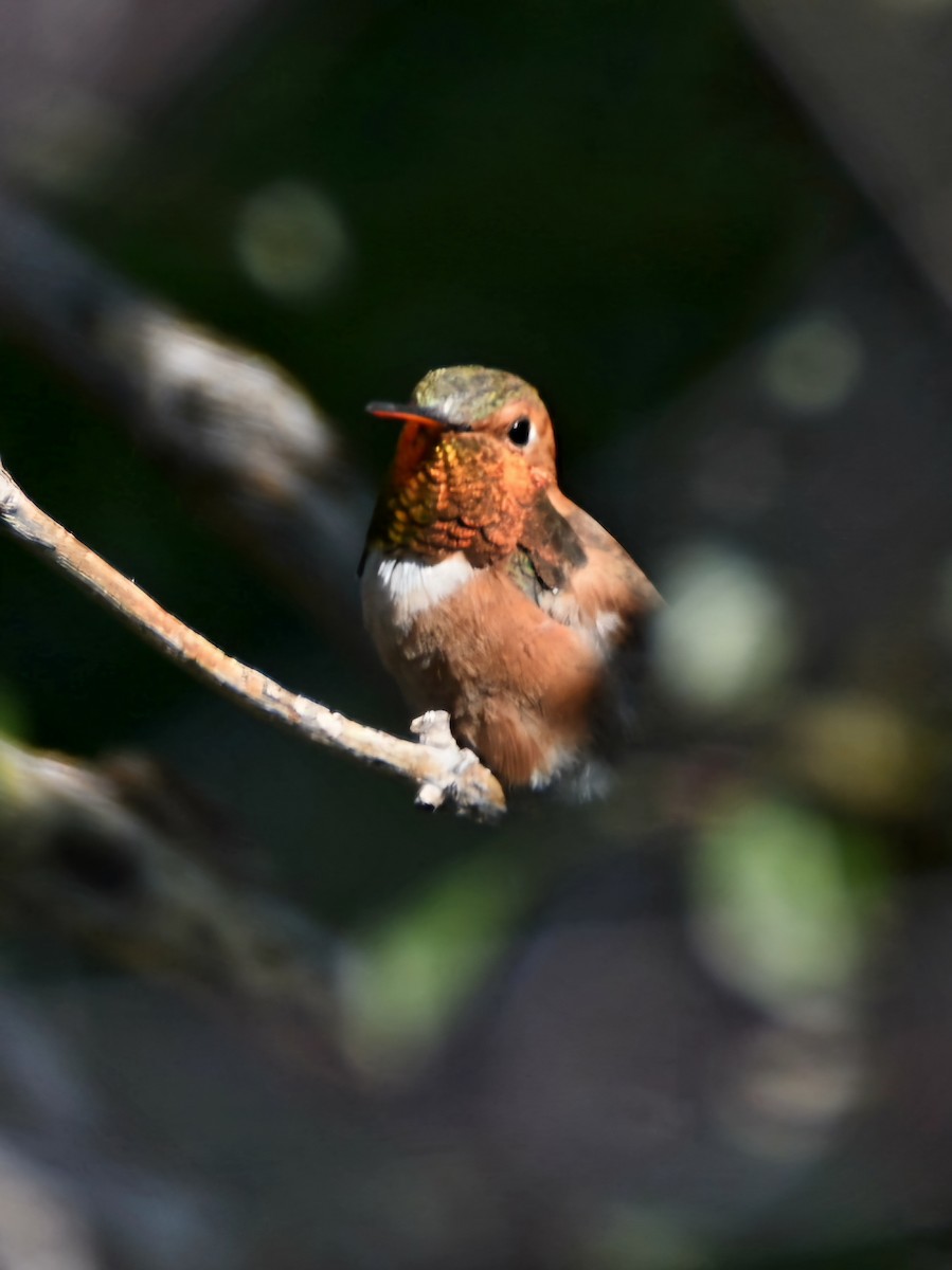 Rufous Hummingbird - ML621523538