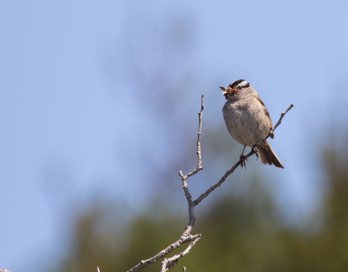 White-crowned Sparrow - ML621523541