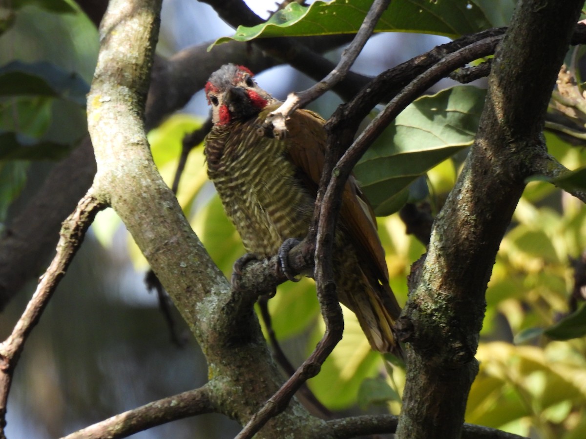 Golden-olive Woodpecker - ML621523701
