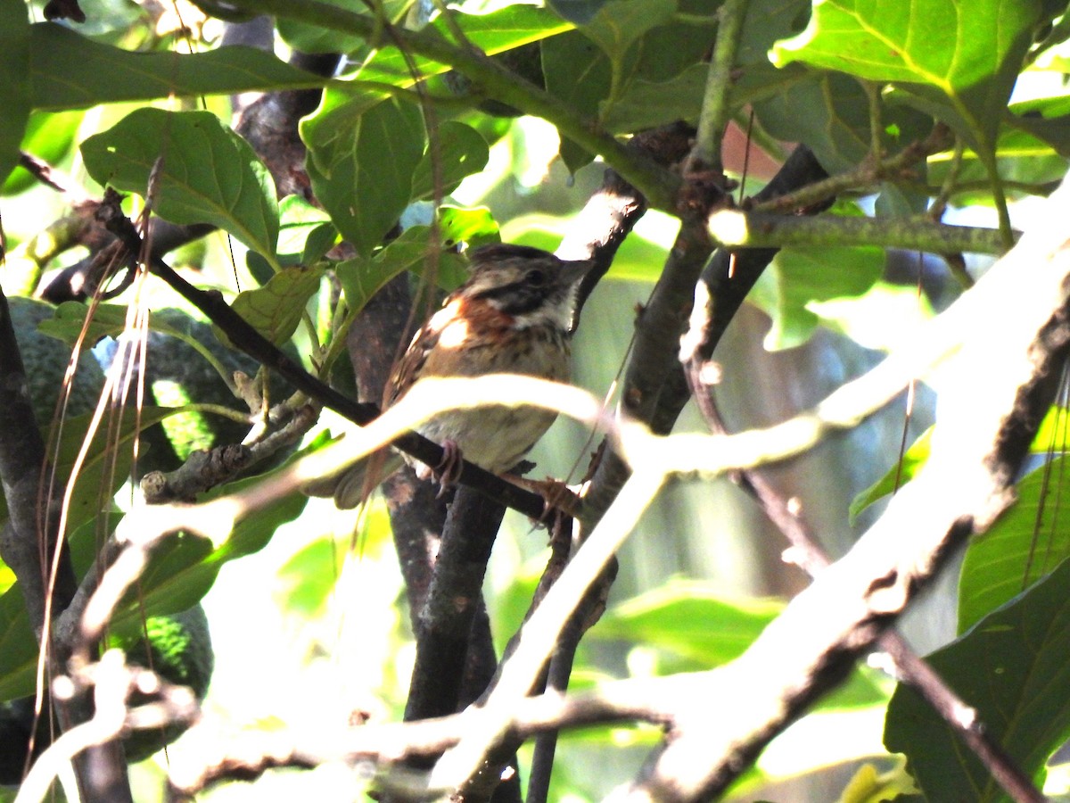 Rufous-collared Sparrow - ML621523775