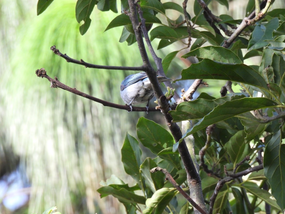 Blue-gray Tanager - ML621523787