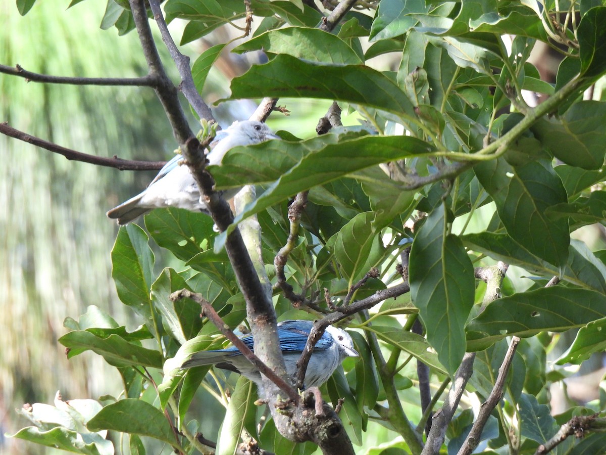 Blue-gray Tanager - ML621523788
