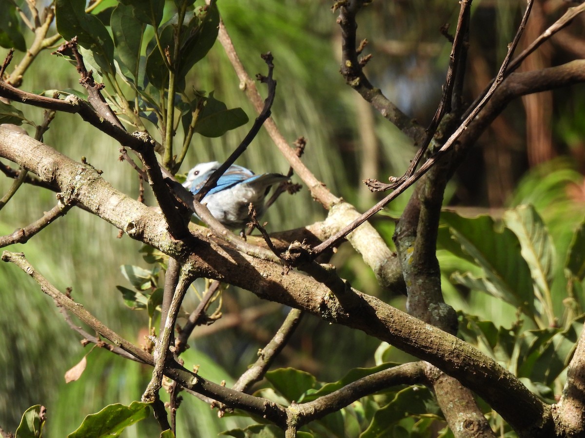 Blue-gray Tanager - ML621523789