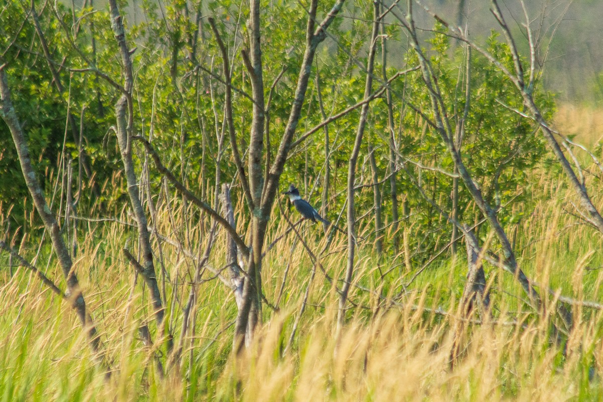 Belted Kingfisher - ML621523792