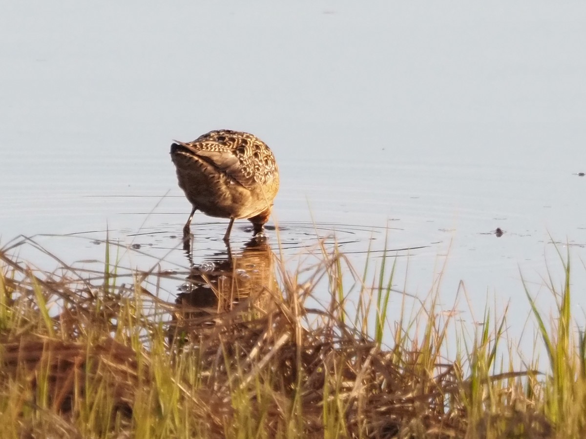 Long-billed Dowitcher - ML621523799