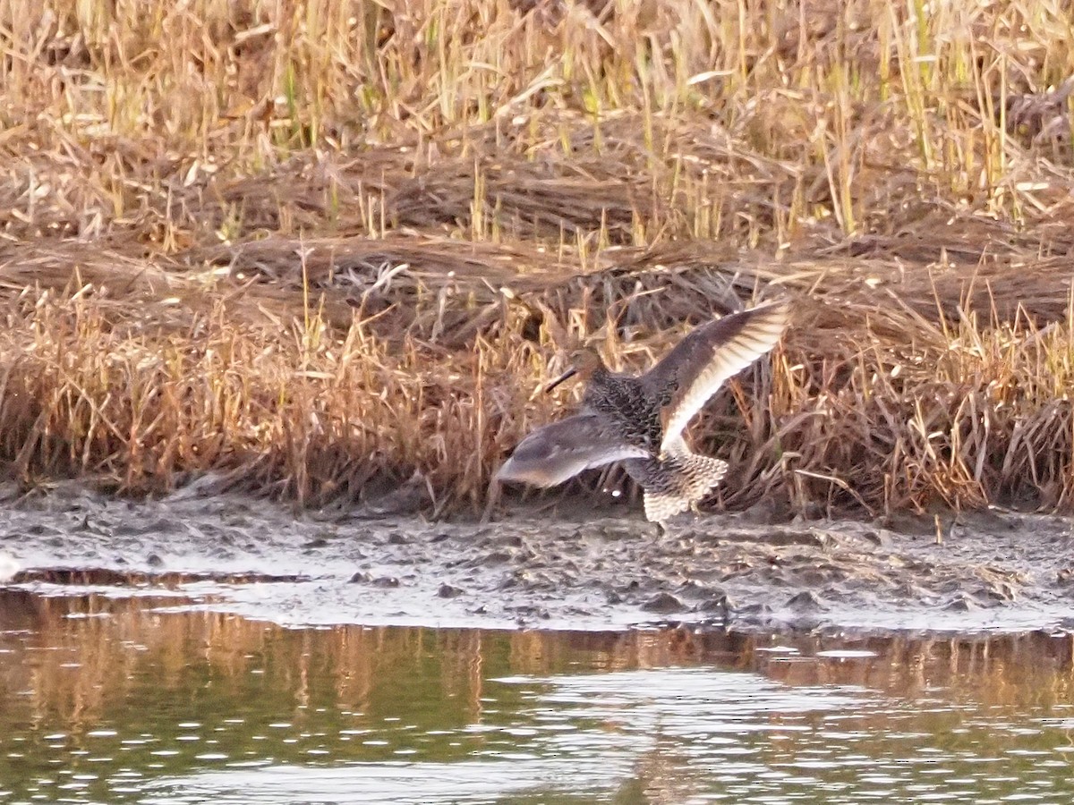 Long-billed Dowitcher - ML621523800