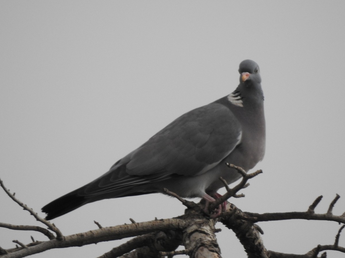 Common Wood-Pigeon - ML621523816