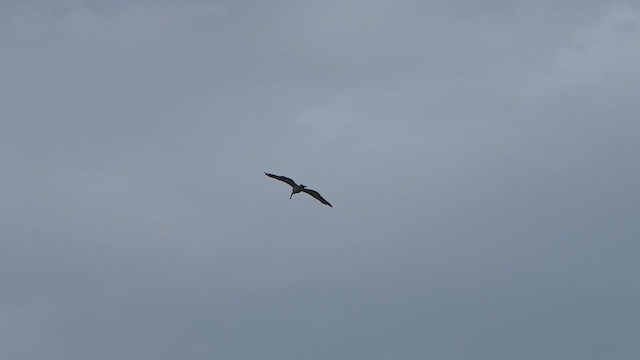 Spot-billed Pelican - ML621523826