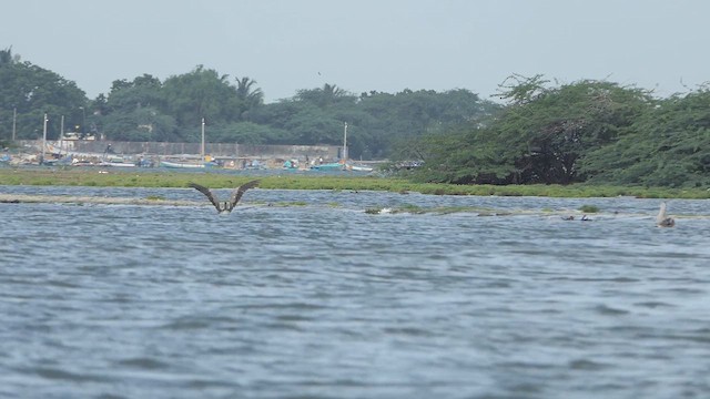 Spot-billed Pelican - ML621523840