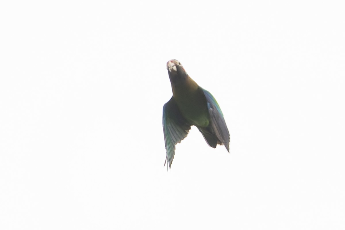 Brown-hooded Parrot - ML621523871