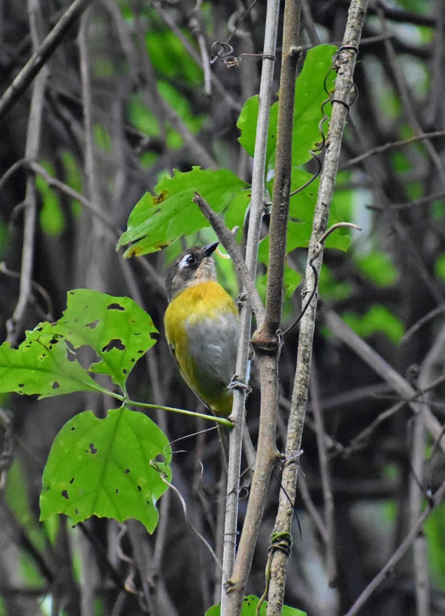 Common Chlorospingus - ML621523880