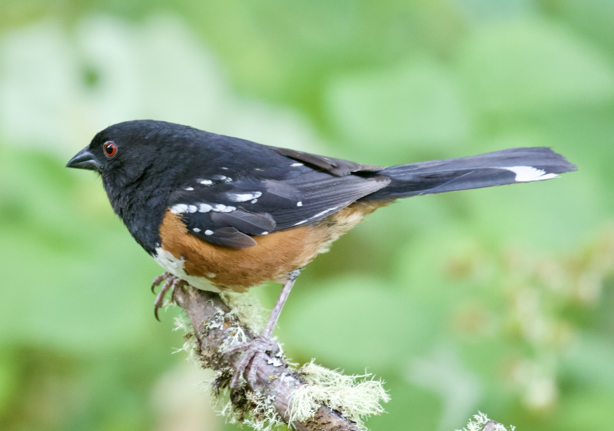 Spotted Towhee - ML621523929