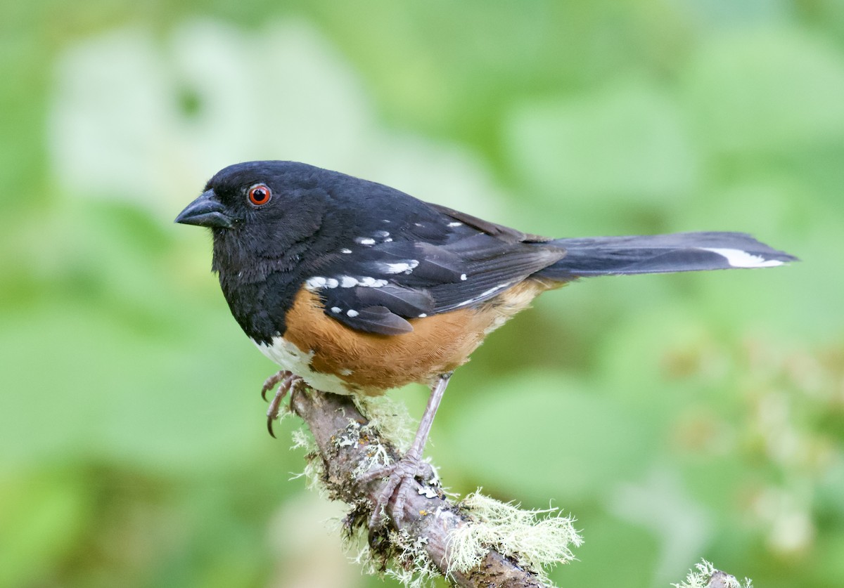 Spotted Towhee - ML621523930