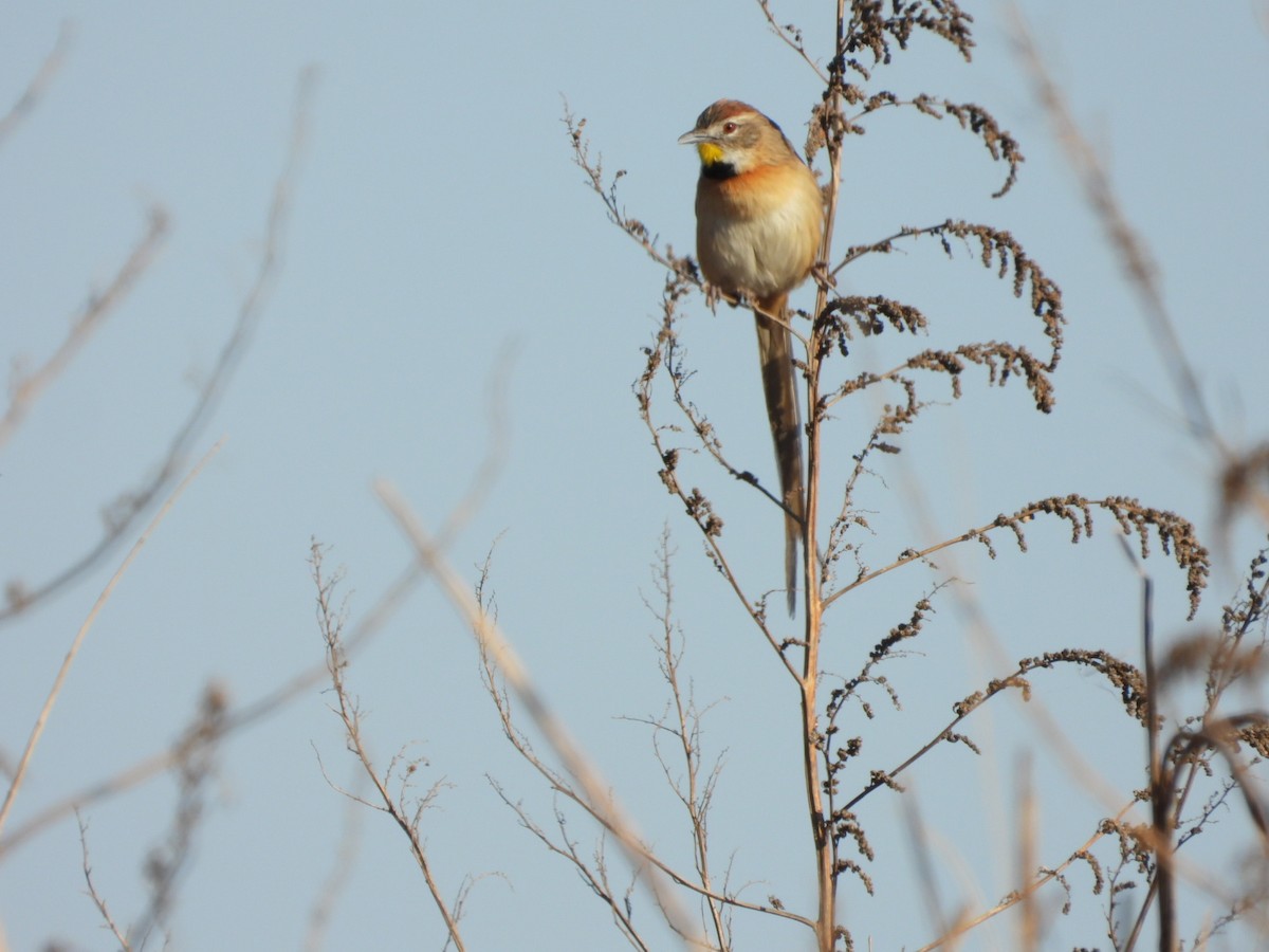 Chotoy Spinetail - ML621523953