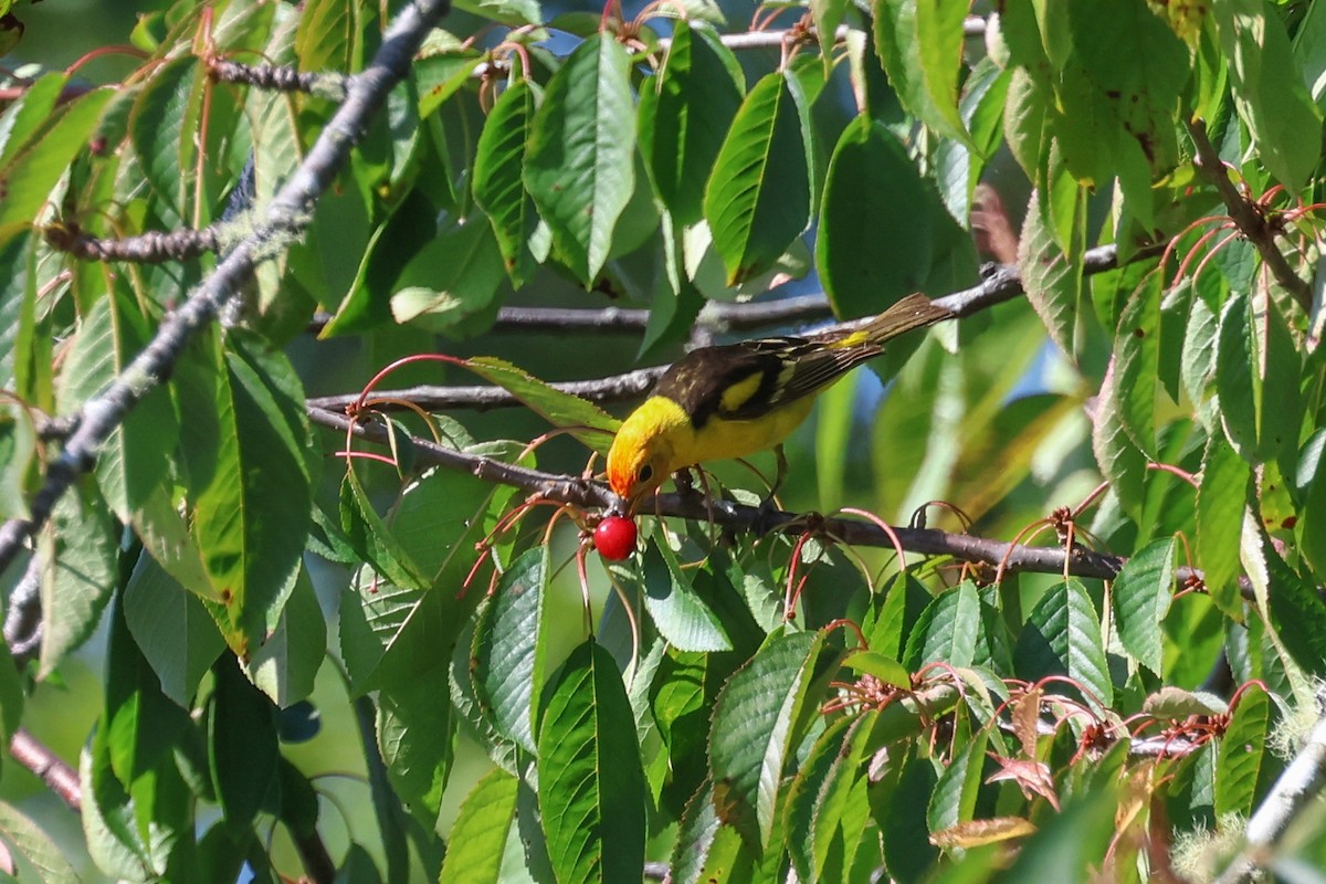 Western Tanager - ML621523977
