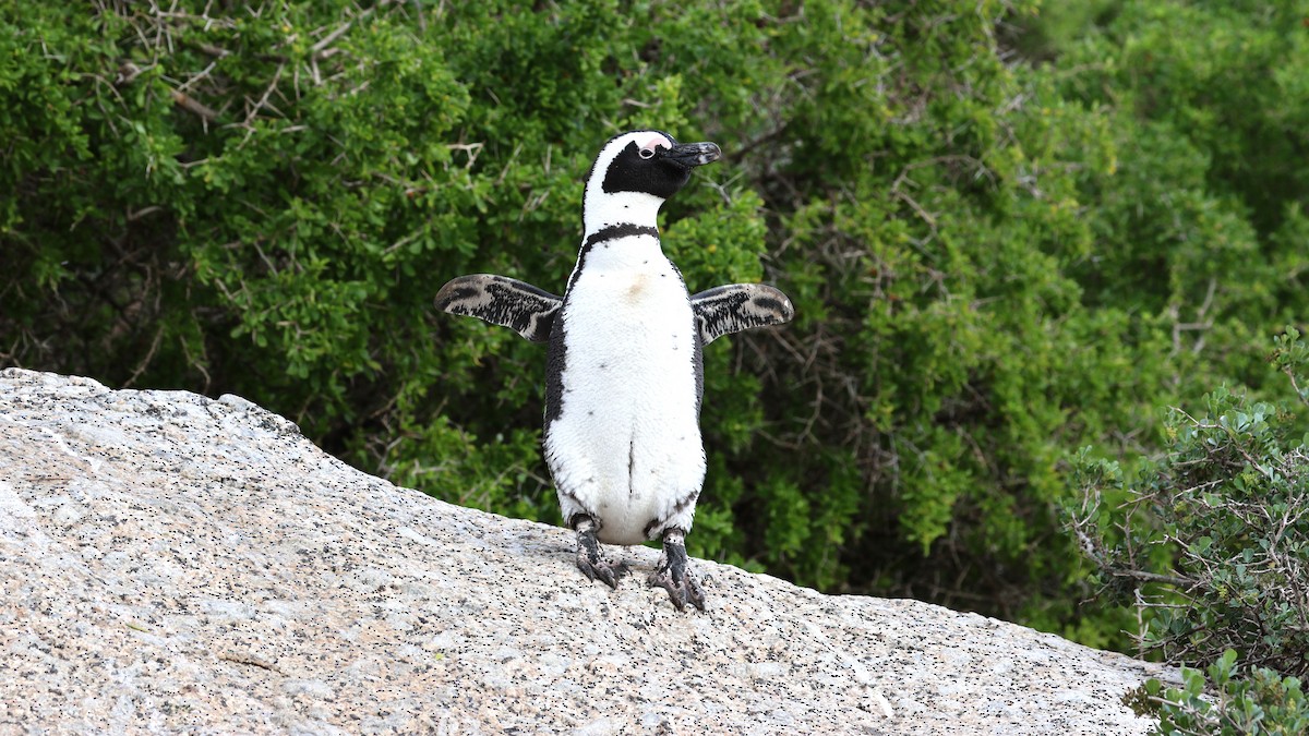 African Penguin - ML621523984