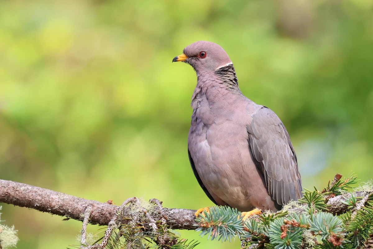 Band-tailed Pigeon - ML621524012
