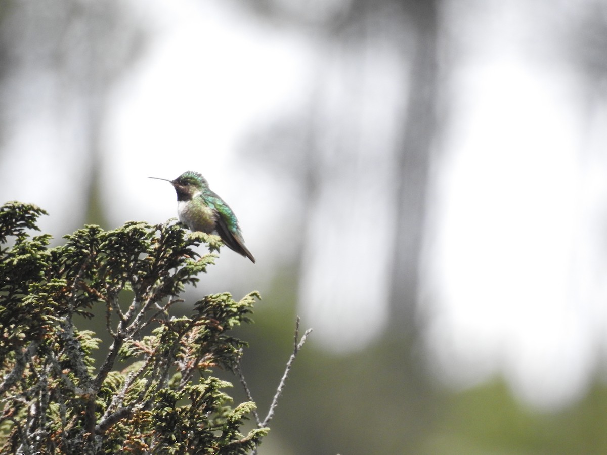 Colibrí Coliancho - ML621524040