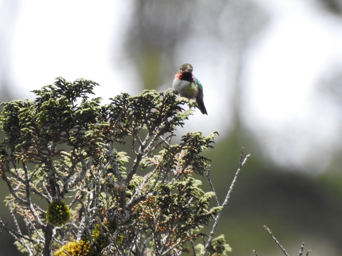 Colibrí Coliancho - ML621524042