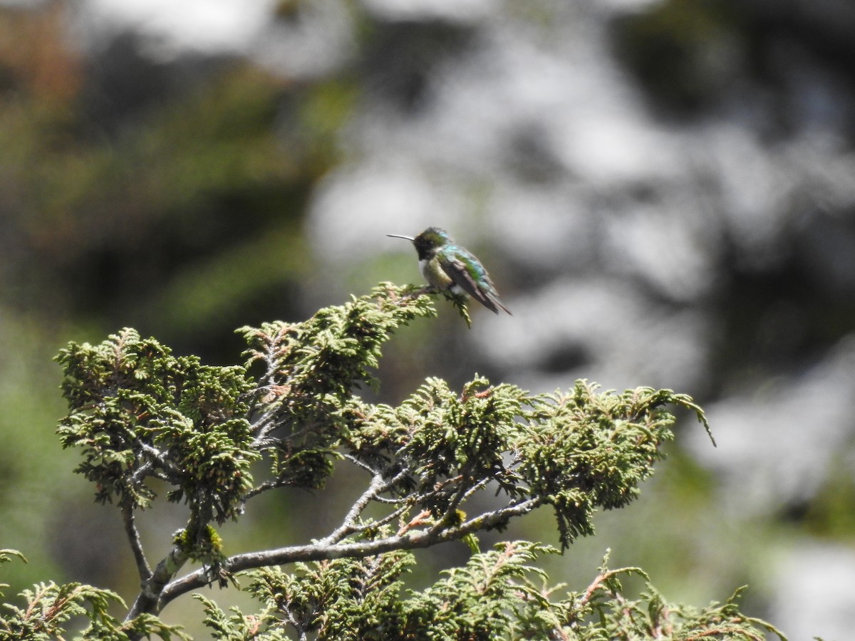 Colibrí Coliancho - ML621524044